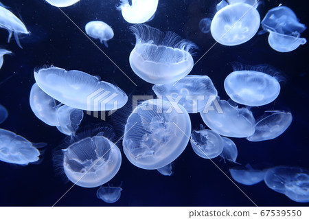 Horde of mites 67539550