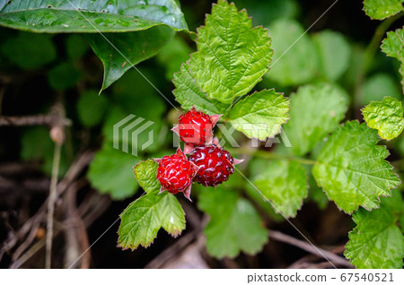 Wild strawberry fruit 67540521