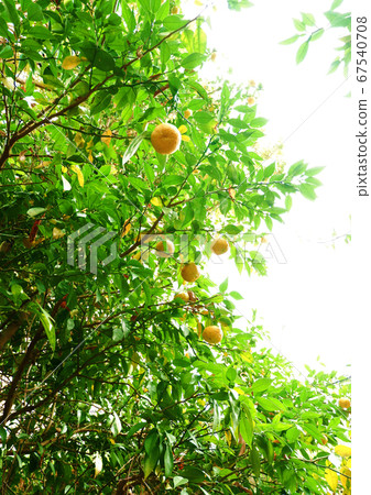 柚子樹 67540708