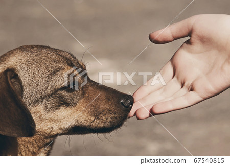 Child hand and lonely homeless dog 67540815