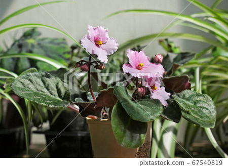 Potted Pink African Violet (Saintpaulia) Potted Pink African Violet (Saintpaulia) 67540819