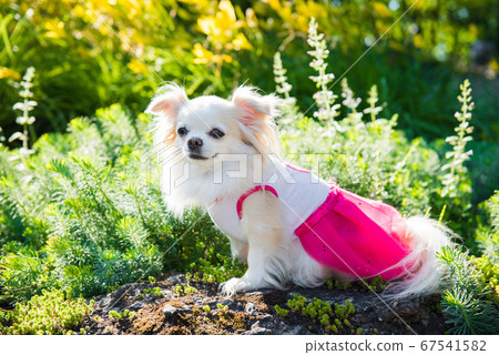 Small longhair Chihuahua dog enjoy walking 67541582