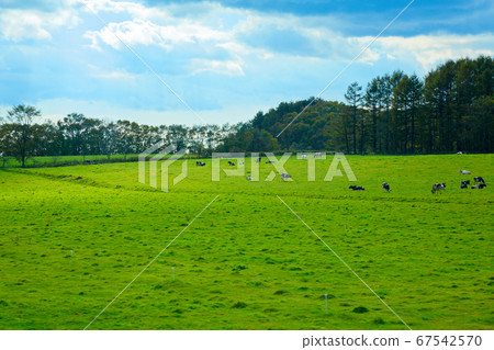 Dairy cow Holstein with a view of the ranch along the Akkeshi Shibecha Line from the train window 67542570
