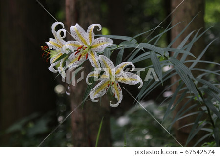 百合皇后，百合的大花，盛開在樹林裡 67542574