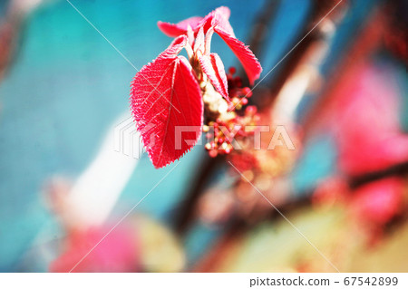 Young leaves Young leaves 67542899