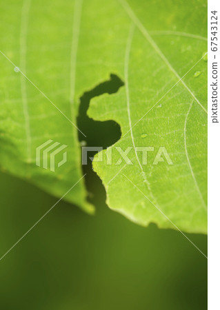 人物風景食虫字母F 67543124