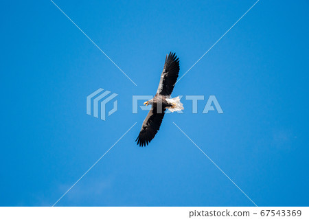 Barking eagle Barking eagle 67543369