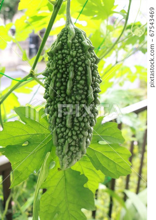 Bitter gourd grown with bitter gourd curtain 67543469