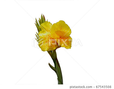 美人蕉被晨露弄濕 67543508