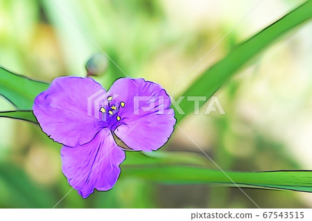 Pastel-like "Spiderwort in full bloom" Illustration image Pastel-like "Spiderwort in full bloom" Illustration image 67543515