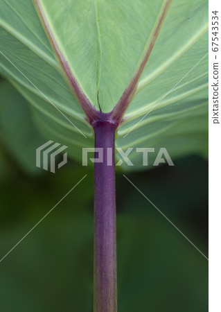 A landscape of letters, taro leaf Y 67543534