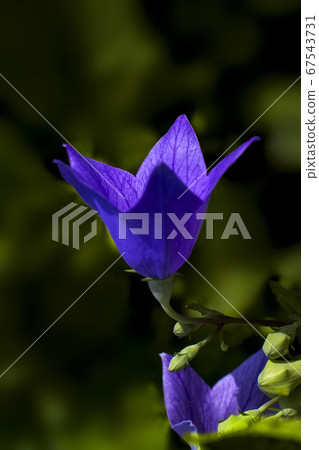 人物風景Kikyo W 67543731