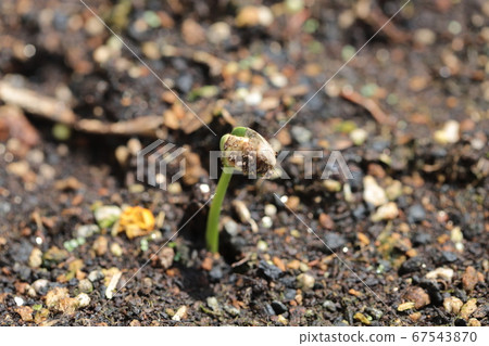 Germination of edamame Germination of edamame 67543870