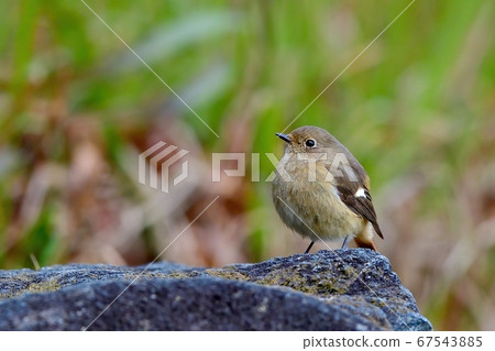 紅臉女性,可愛豐滿的身體 紅臉女性,可愛豐滿的身體 67543885
