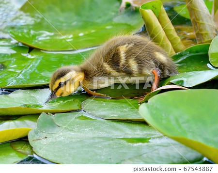 Little duckling hunting forage alone Little duckling hunting forage alone 67543887