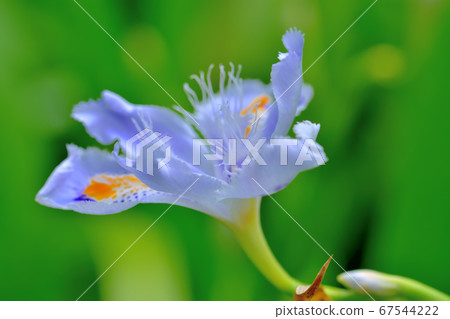 Iridaceous Shaga (Kochoka) Iridaceous Shaga (Kochoka) 67544222