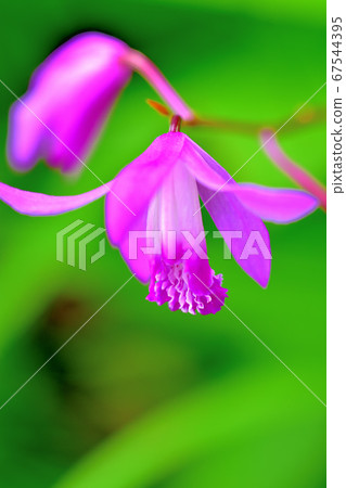 Purple flower silane Purple flower silane 67544395