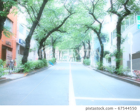 雨後行道樹 67544550