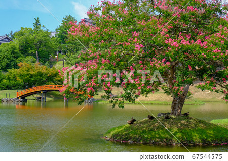 Japanese garden and crape myrtle (Nara city, Nara prefecture) 67544575