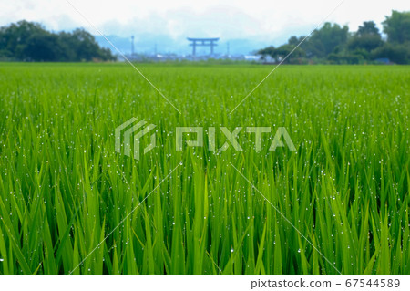 米和山,米和大鳥居(奈良縣櫻井市) 米和山,米和大鳥居(奈良縣櫻井市) 67544589