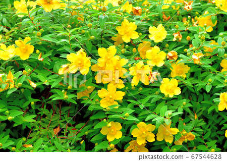 Hypericum hide coat 67544628