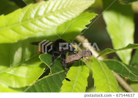Sabikikori that can be eaten by Ooisiab 67544637