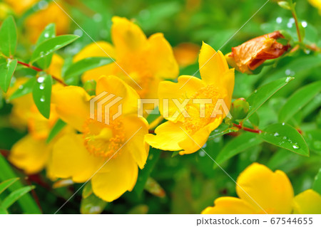 Hypericum hide coat Hypericum hide coat 67544655