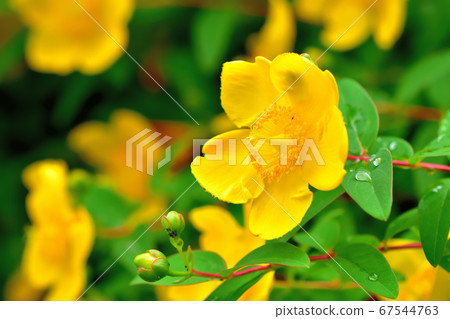 Hypericum hide coat 67544763
