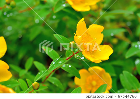 Hypericum hide coat 67544766