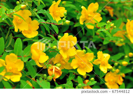 Hypericum hide coat 67544812