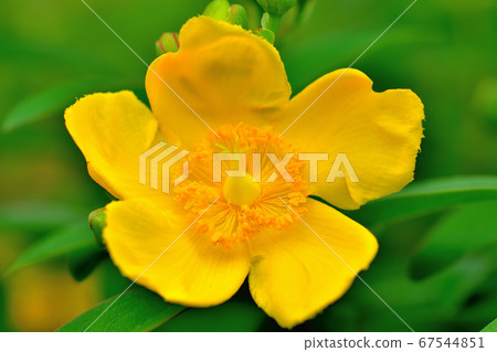 Hypericum hide coat 67544851