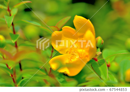 Hypericum hide coat 67544853