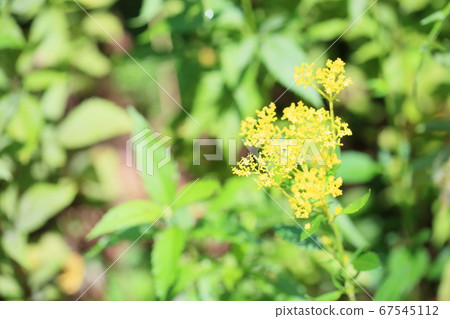 奧米娜的花 奧米娜的花 67545112