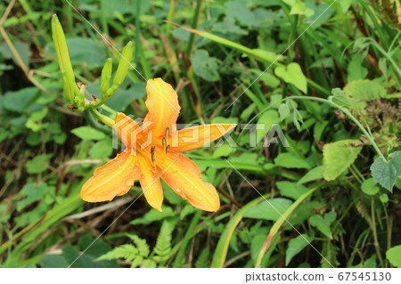 乾淨的花朵Nokanzo（野草） 67545130