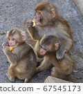 一起吃飯的猴子兄弟 67545173