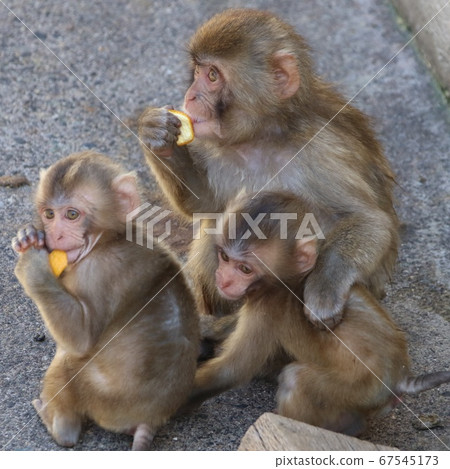 一起吃飯的猴子兄弟 67545173