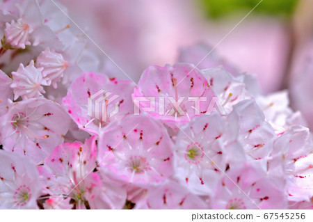 Beautiful pink flower Kalmia (American rhododendron) 67545256