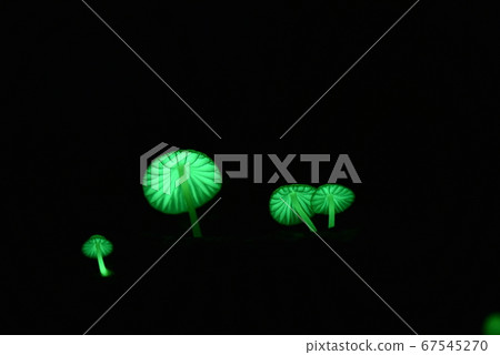 Forest Fairy 6061 67545270