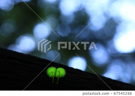 Forest Fairy 9572 Forest Fairy 9572 67545288