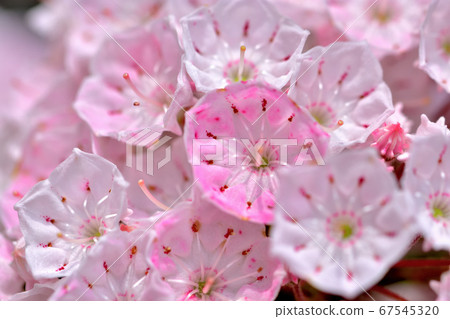 Beautiful pink flower Kalmia (American rhododendron) 67545320