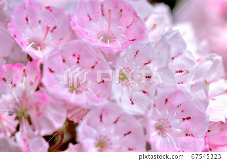 Beautiful pink flower Kalmia (American rhododendron) 67545323