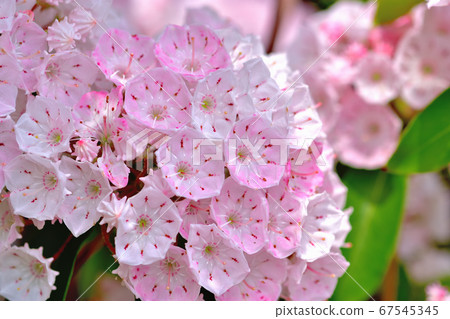 Beautiful pink flower Kalmia (American rhododendron) 67545345