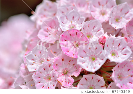 Beautiful pink flower Kalmia (American rhododendron) 67545349