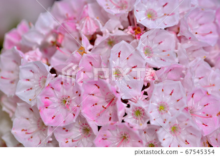 Beautiful pink flower Kalmia (American rhododendron) 67545354