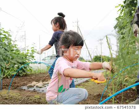 Sisters helping in the field 67545378