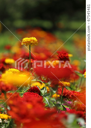 Bamboo grass Bamboo grass 67545481