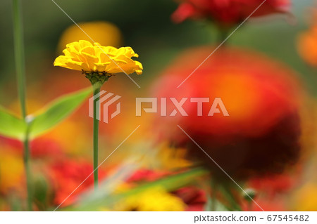 竹草 67545482