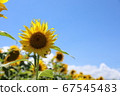Sunflower and blue sky 67545483