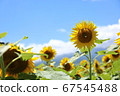 Sunflower and blue sky 67545488