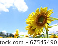 Sunflower and blue sky 67545490